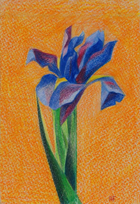 Dessin: Iris aux Crayons de Couleur