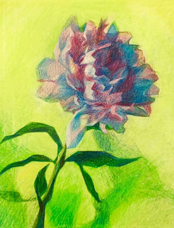 Dessin: Pivoine Rose aux Crayons de Couleur